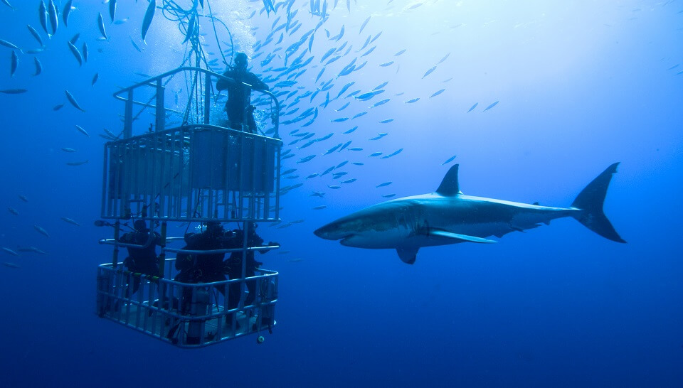 Diving with sharks, South Africa